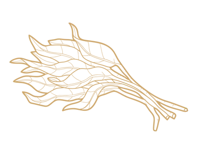 Kottu anuradhapura price - Seedevi family restaurant